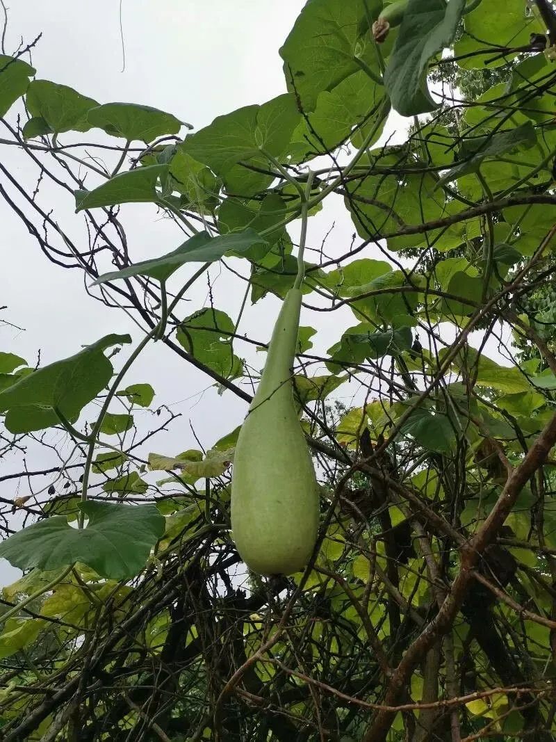 દૂધી (Lagenaria siceraria)