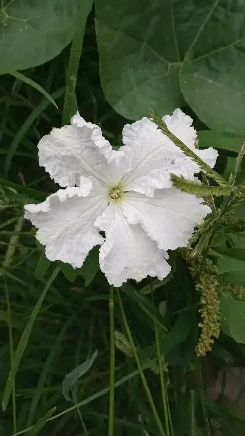 દૂધી (Lagenaria siceraria)
