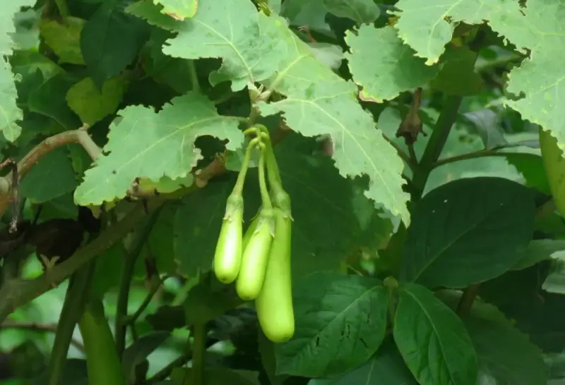 રીંગણ (Solanum melongena)