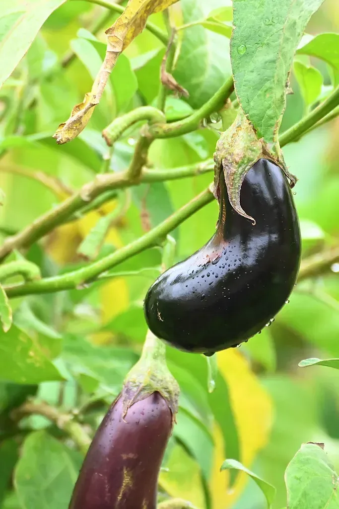 રીંગણ (Solanum melongena)