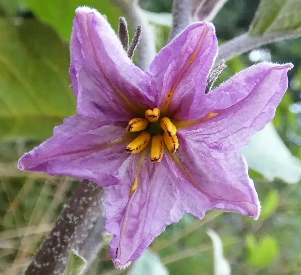 રીંગણ (Solanum melongena)