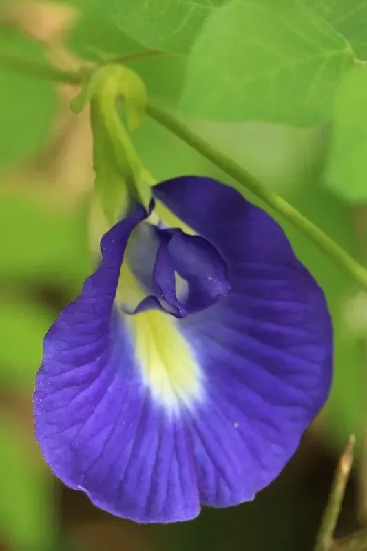 અપરાજિતા अपराजिता (Clitoria ternatea (blue) (white))