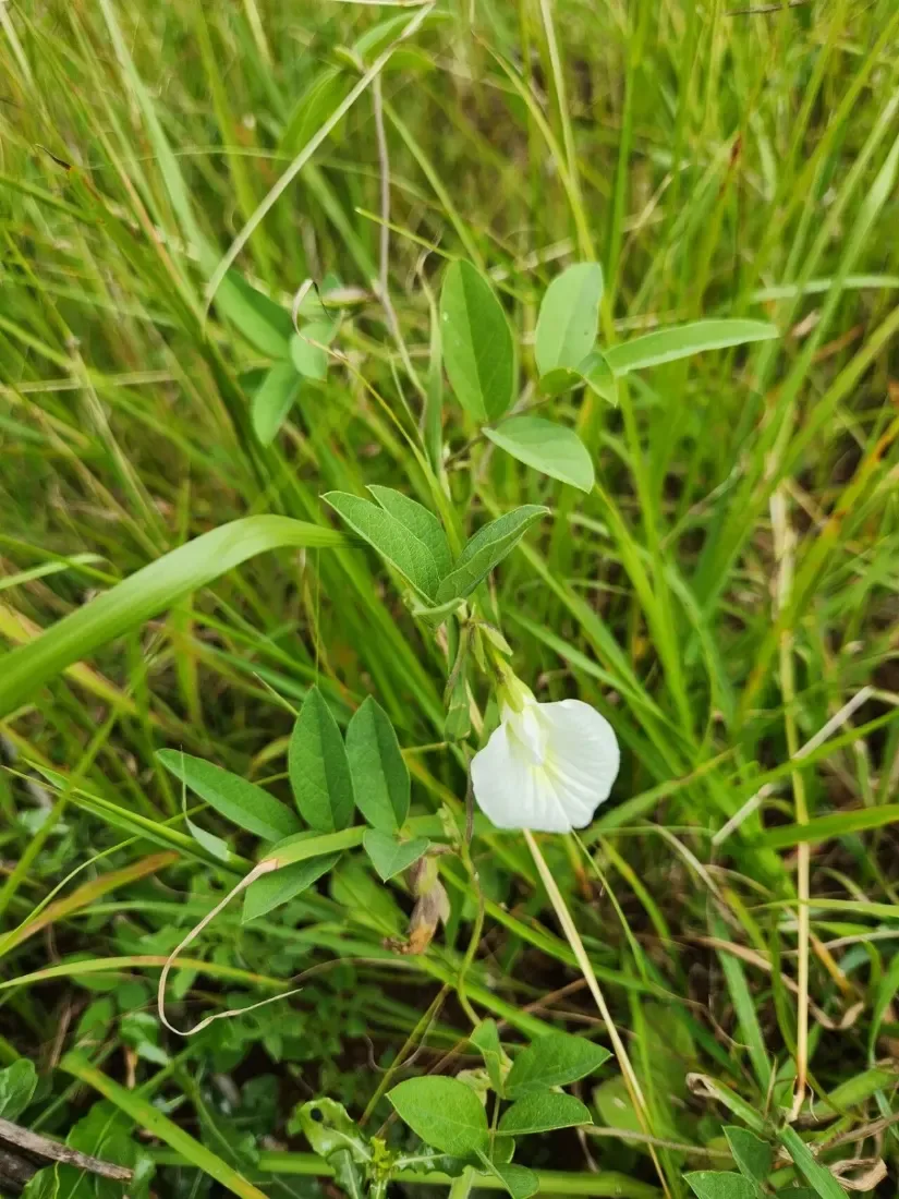અપરાજિતા अपराजिता (Clitoria ternatea (blue) (white))