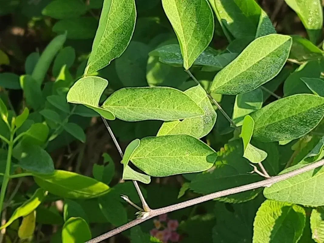 અપરાજિતા अपराजिता (Clitoria ternatea (blue) (white))