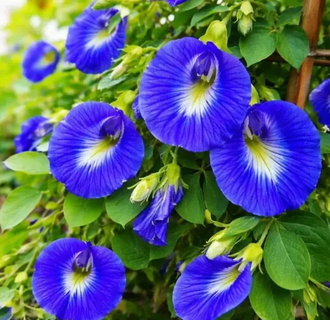 અપરાજિતા अपराजिता (Clitoria ternatea (blue) (white))