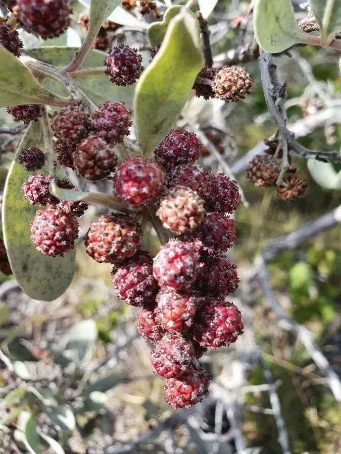 Buttonwood (Conocarpus erectus)