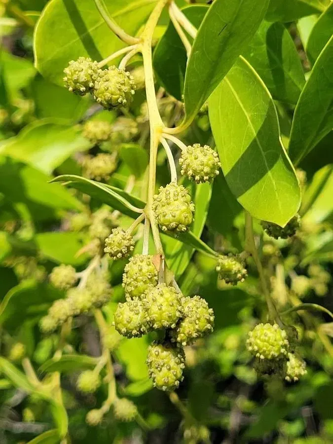 Buttonwood (Conocarpus erectus)