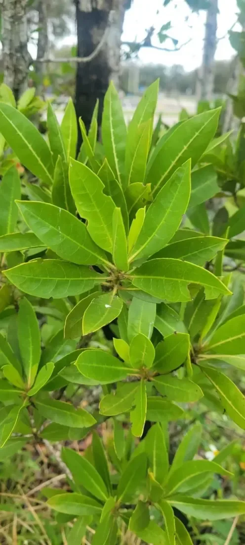 Buttonwood (Conocarpus erectus)
