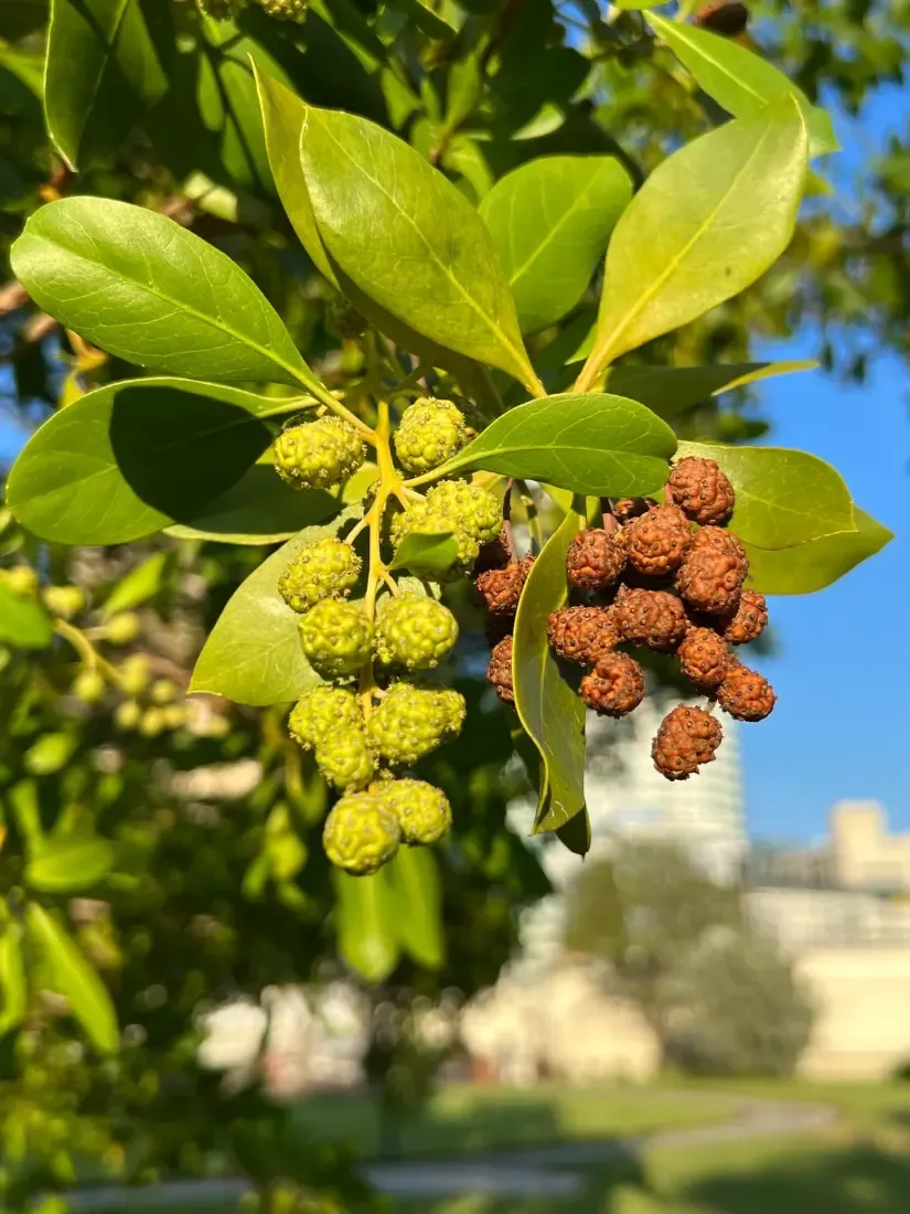 Buttonwood (Conocarpus erectus)
