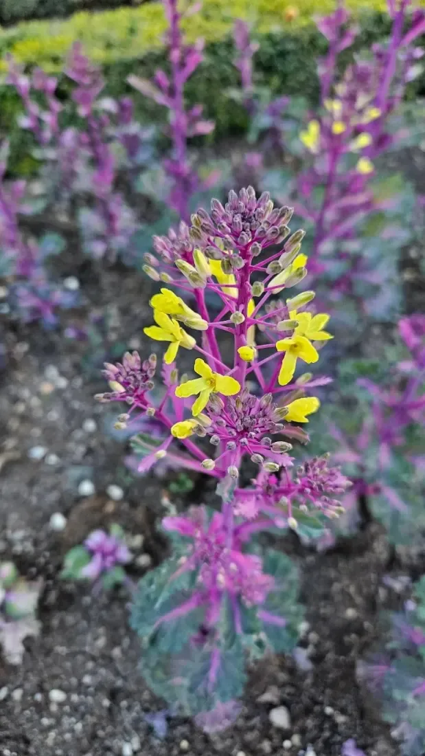 કોબી (Brassica oleracea var. capitata)