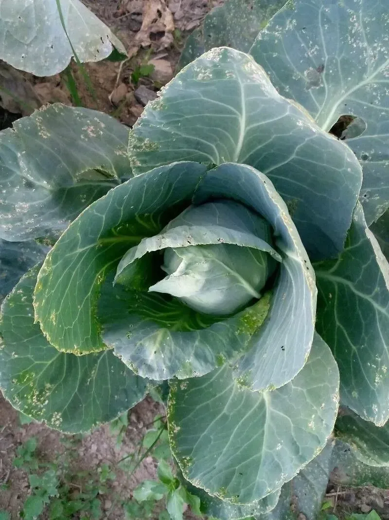 કોબી (Brassica oleracea var. capitata)