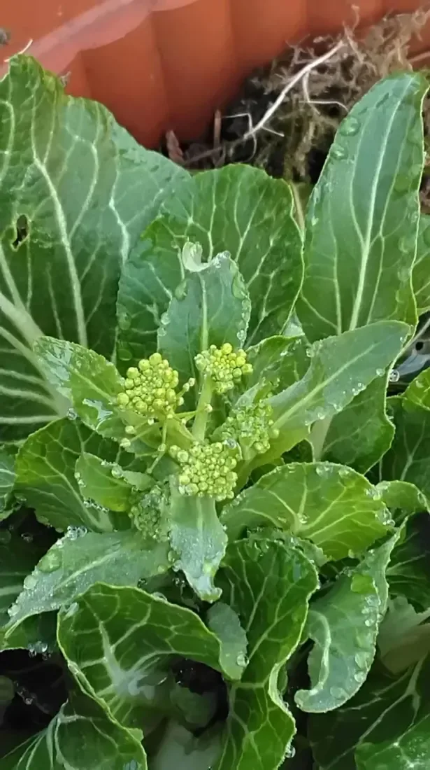 કોબી (Brassica oleracea var. capitata)