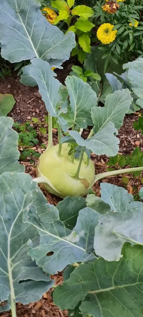 કોબી (Brassica oleracea var. capitata)