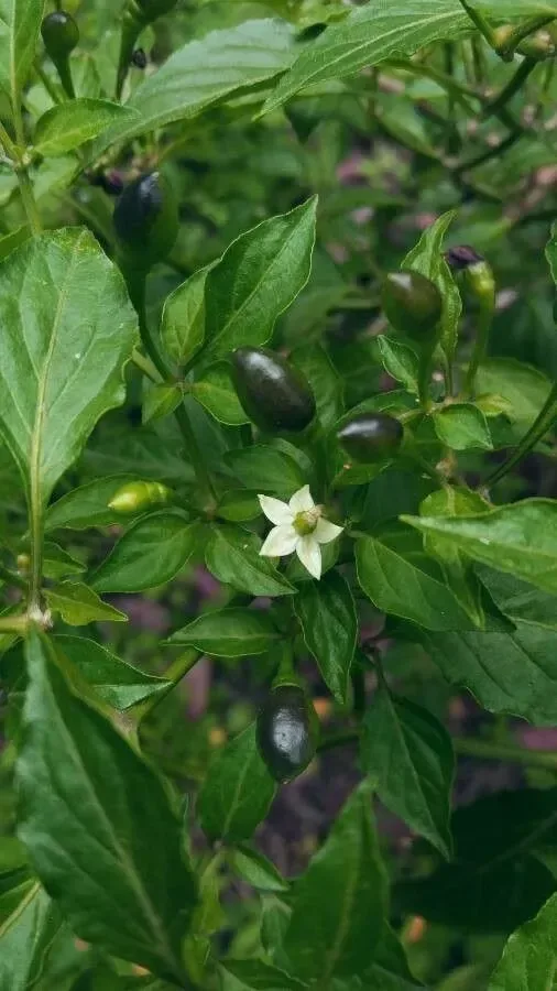 Capsicum (Capsicum annuum)