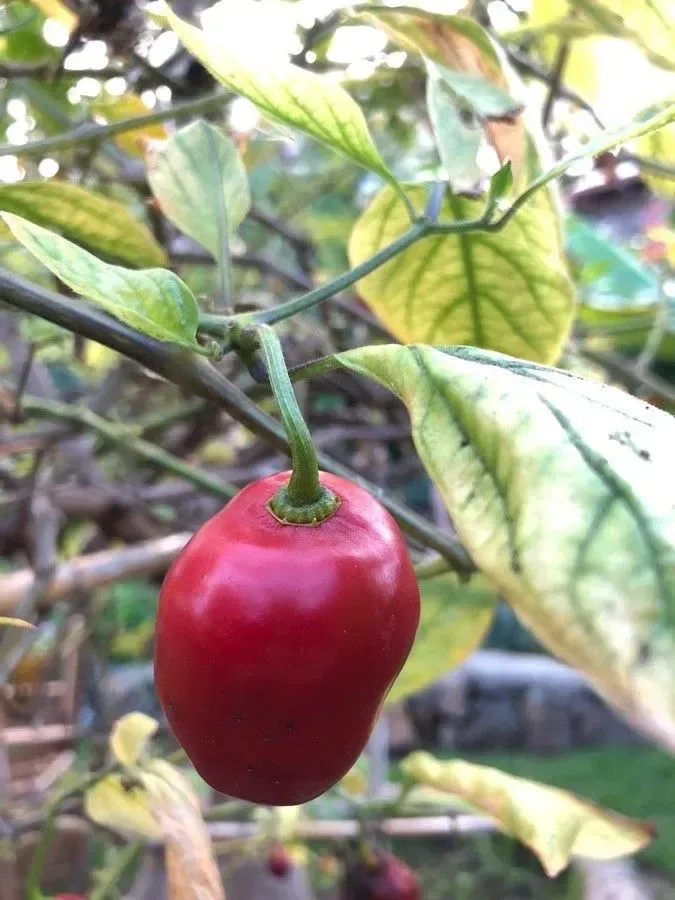 Capsicum (Capsicum annuum)