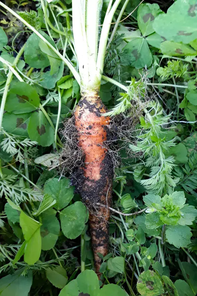 ગાજર (Daucus carota)