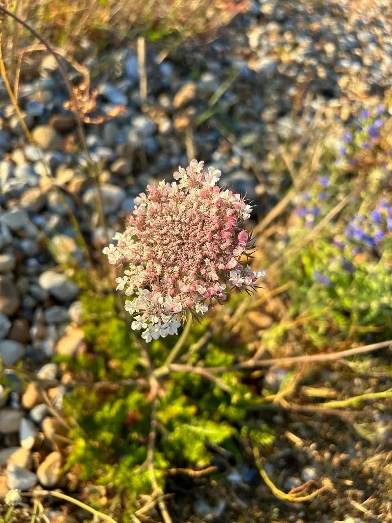 ગાજર (Daucus carota)