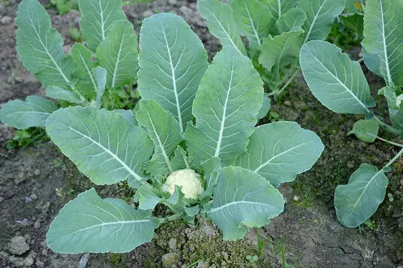 ફ્લાવર (Brassica oleracea var. botrytis)