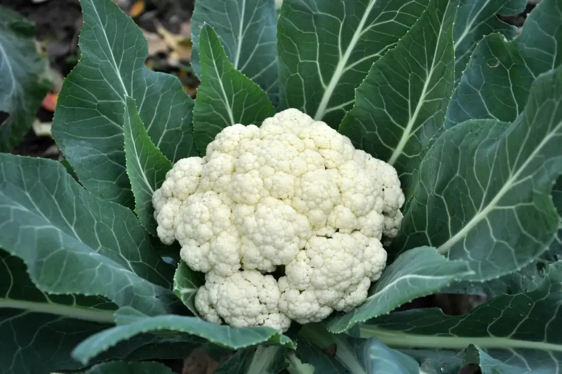 ફ્લાવર (Brassica oleracea var. botrytis)