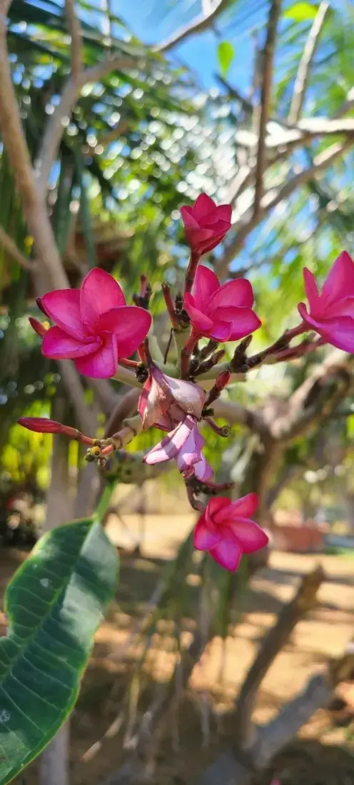 ચંપો (Plumeria rubra / Magnolia champaca)