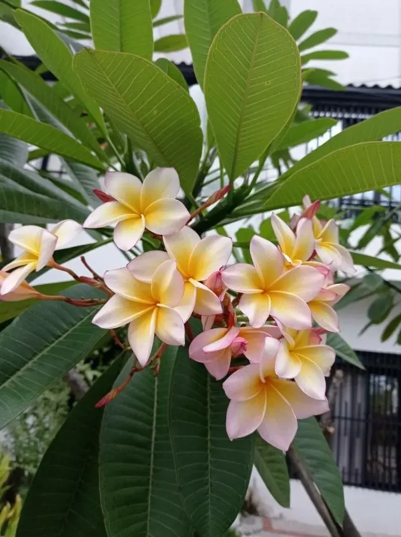ચંપો (Plumeria rubra / Magnolia champaca)
