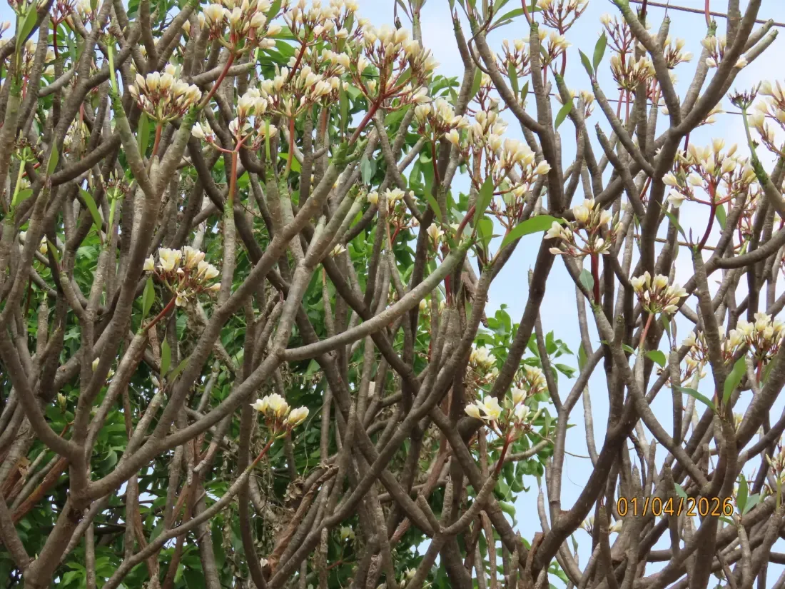 ચંપો (Plumeria rubra / Magnolia champaca)