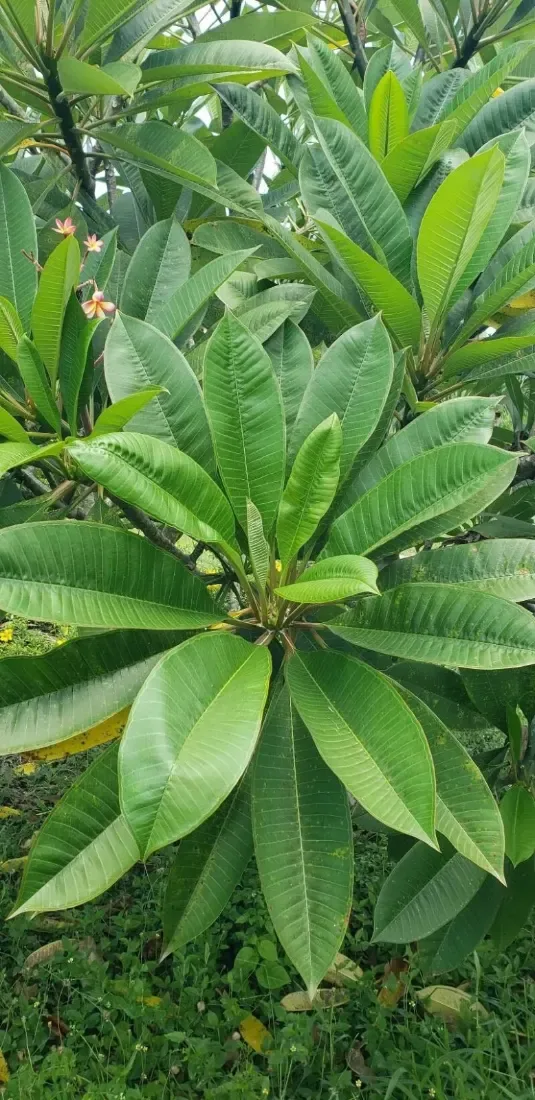 ચંપો (Plumeria rubra / Magnolia champaca)