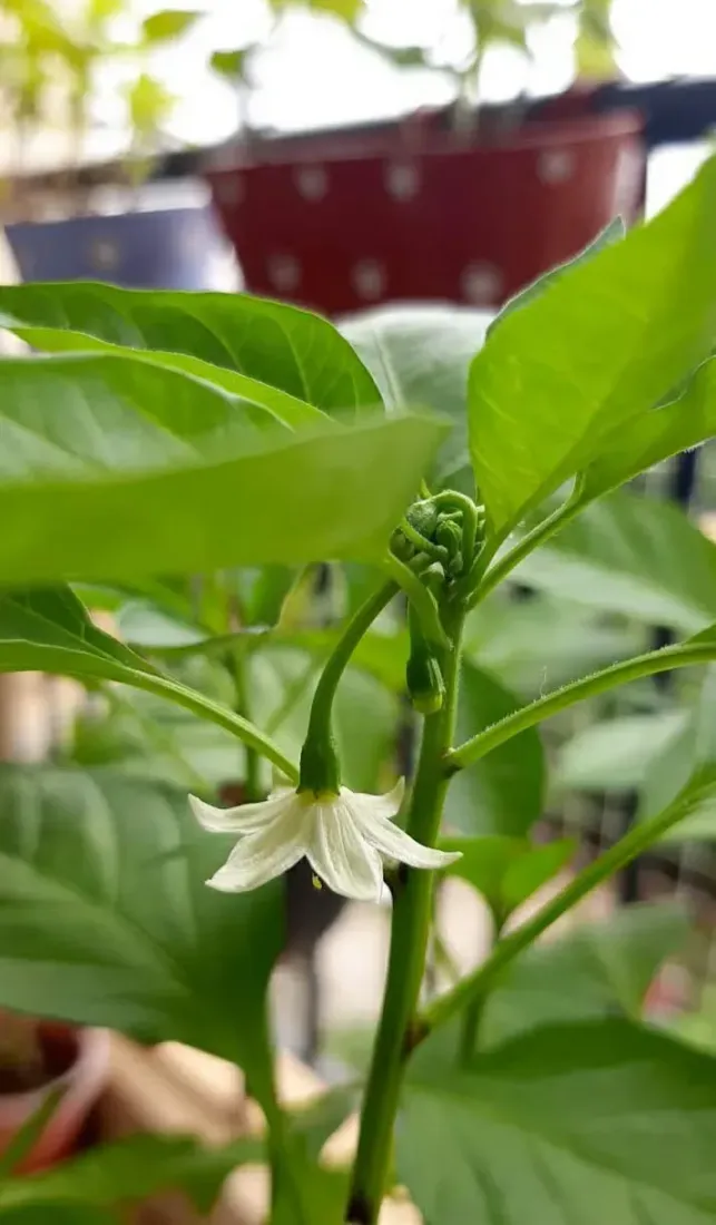 મરચા (Capsicum annuum)