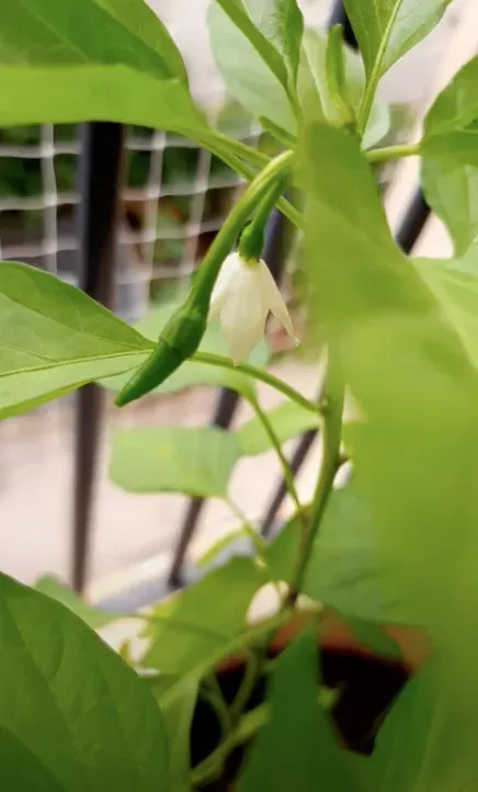 મરચા (Capsicum annuum)