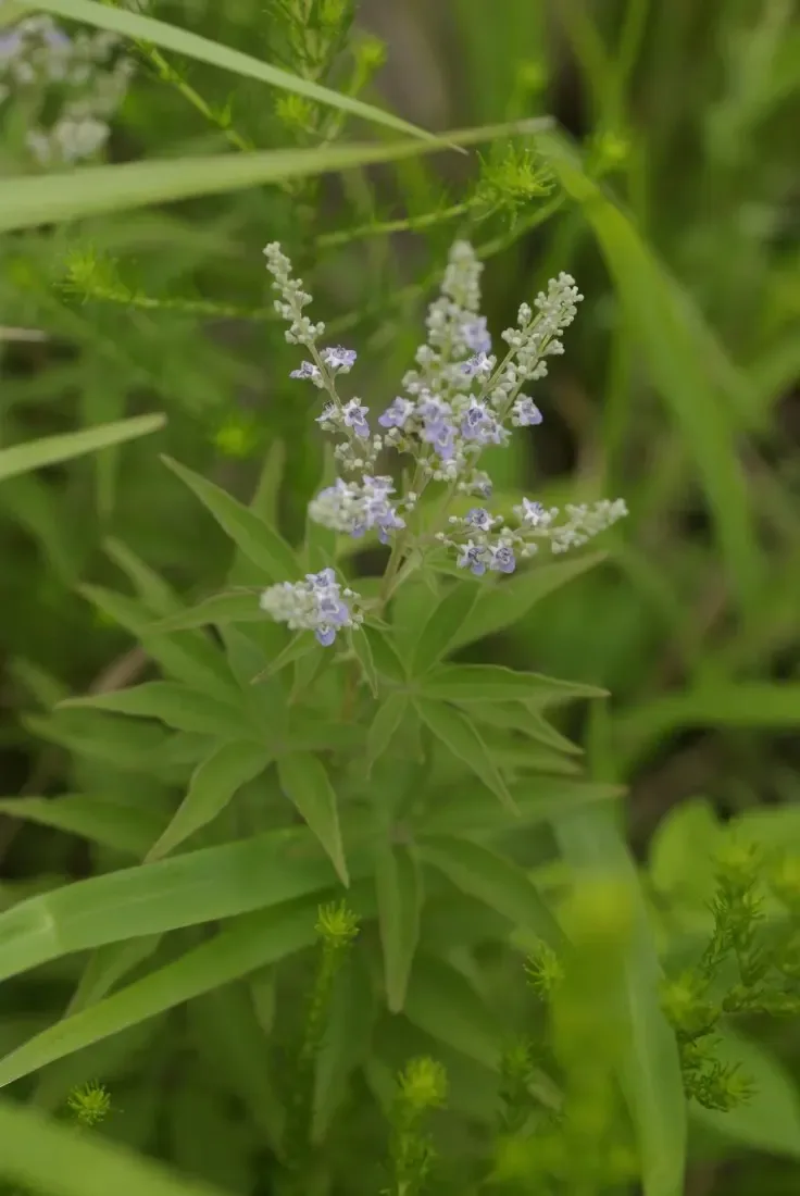 નગોડ (Vitex negundo)