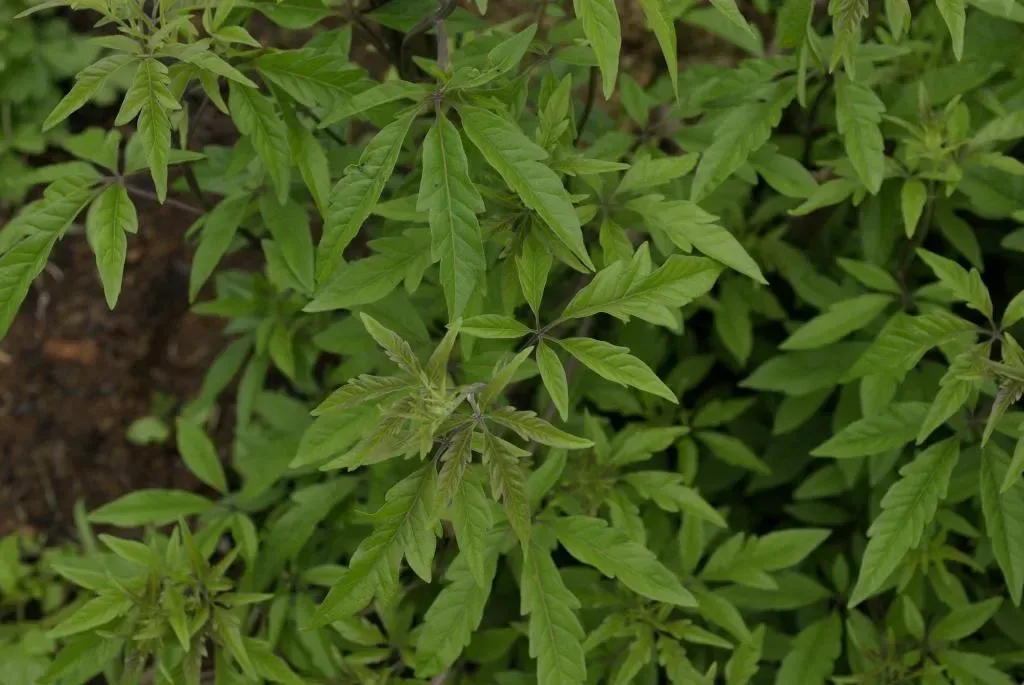 નગોડ (Vitex negundo)