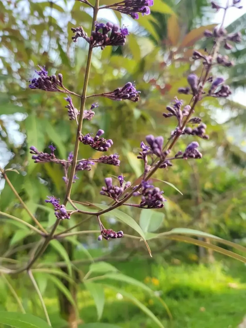 નગોડ (Vitex negundo)
