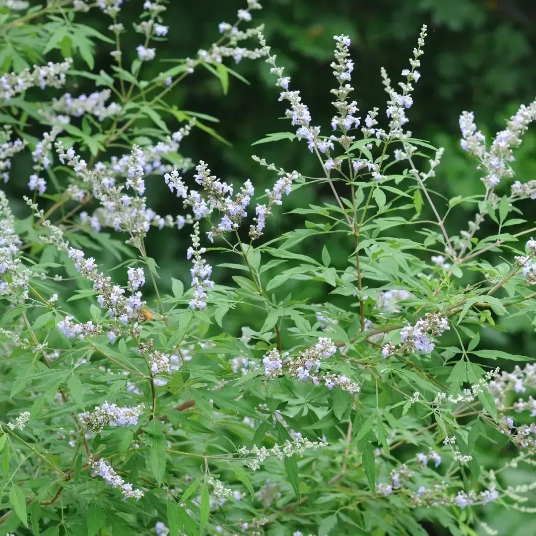 નગોડ (Vitex negundo)