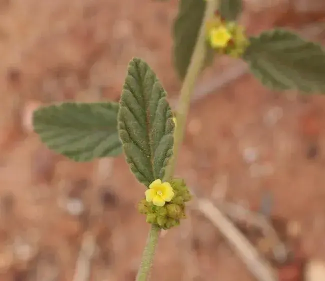 Chocolate weed (Melochia corchorifolia

Waltheria indicaL.)