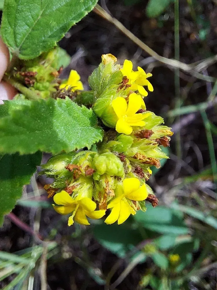 Chocolate weed (Melochia corchorifolia

Waltheria indicaL.)