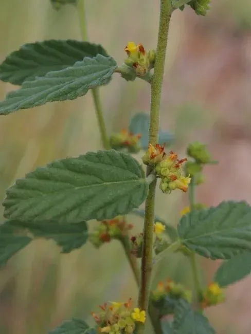 Chocolate weed (Melochia corchorifolia

Waltheria indicaL.)