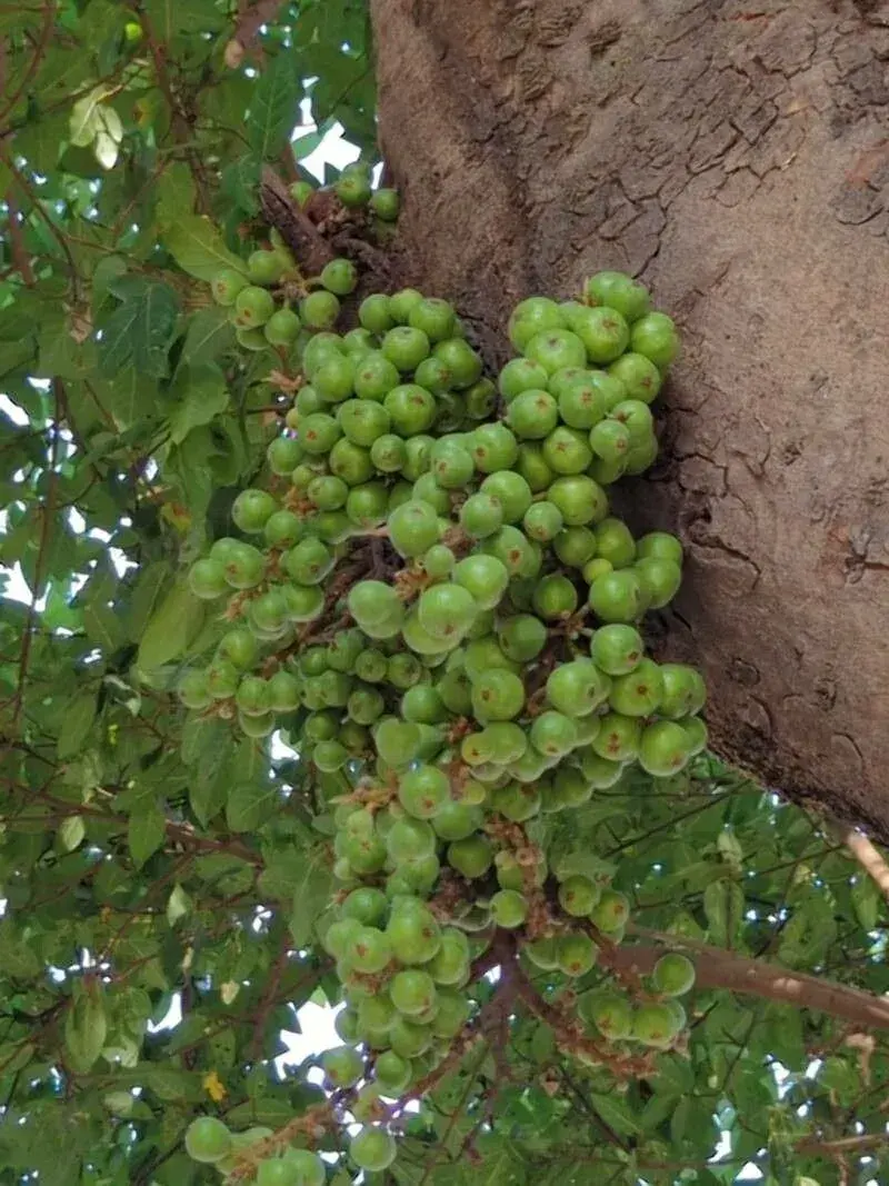 ઉંબરો (Ficus racemosa)