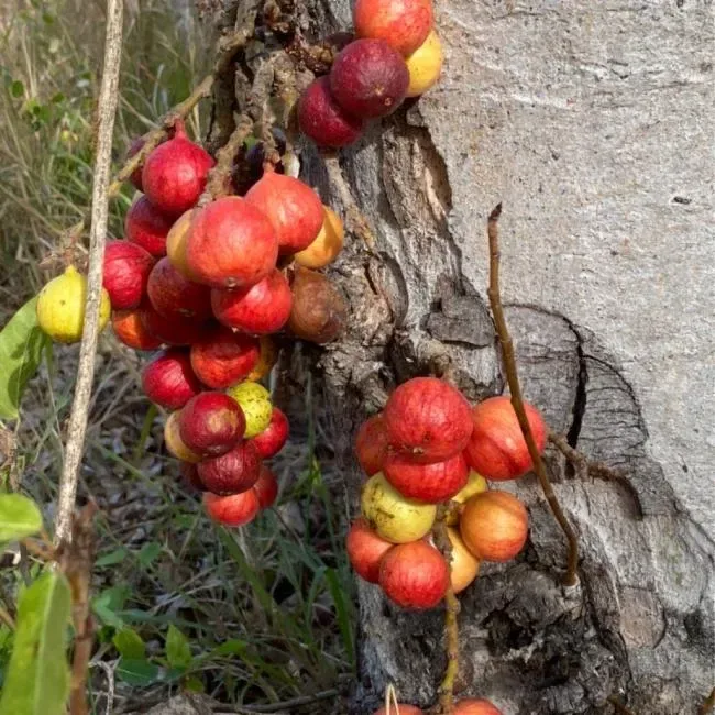 ઉંબરો (Ficus racemosa)