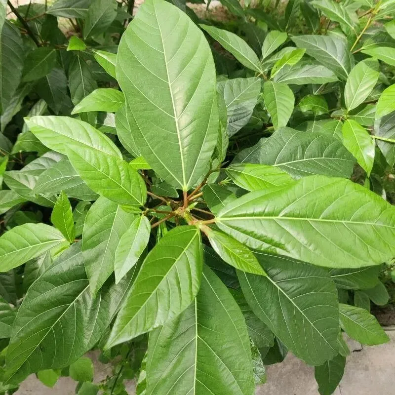 ઉંબરો (Ficus racemosa)