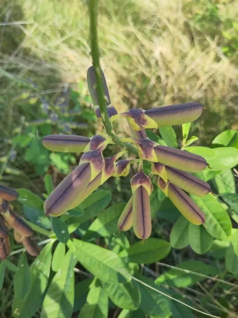 ઘુઘરા (Crotalaria retusa)