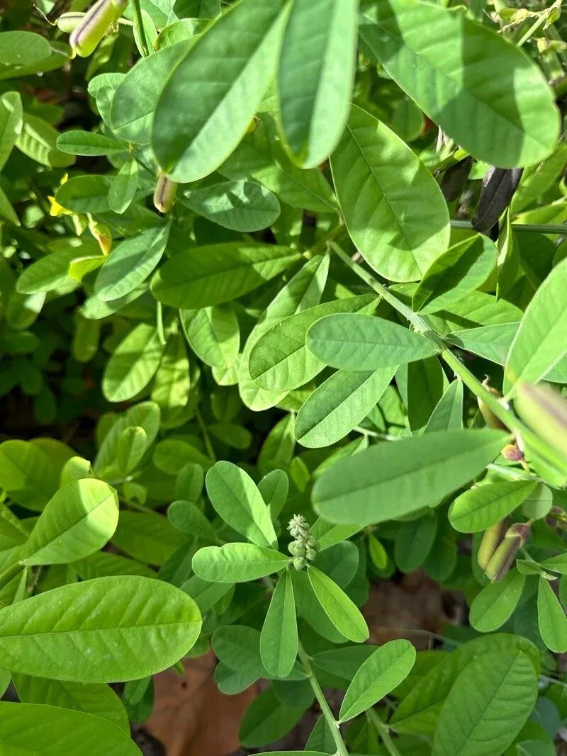 ઘુઘરા (Crotalaria retusa)