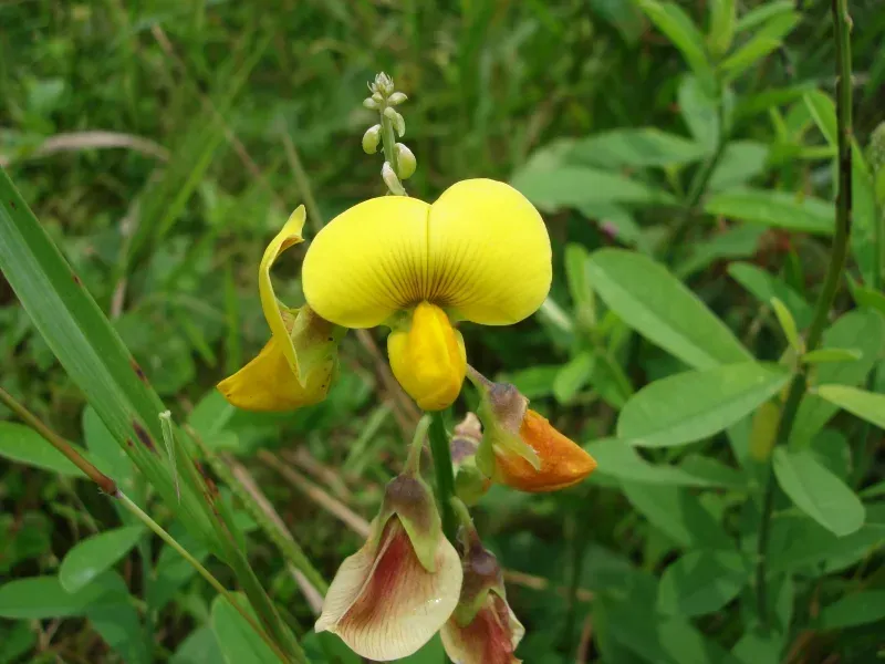 ઘુઘરા (Crotalaria retusa)