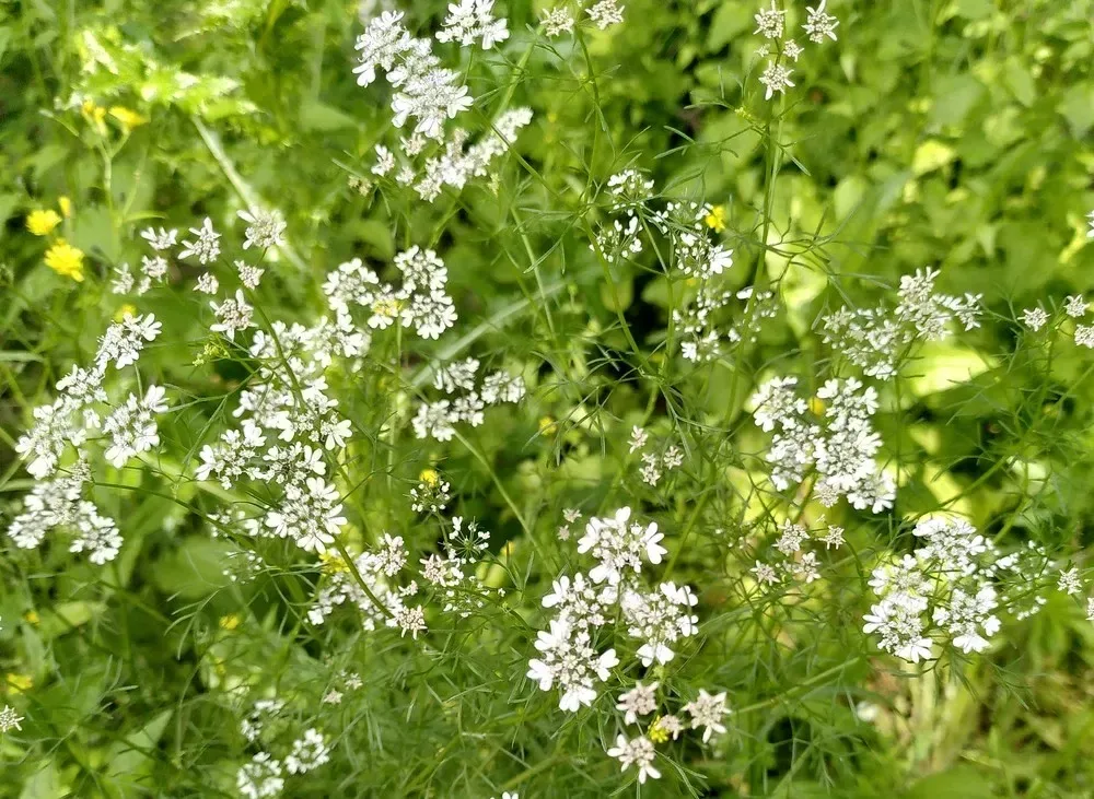 કોથમીર (Coriandrum sativum)