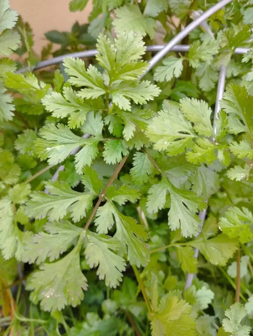 કોથમીર (Coriandrum sativum)