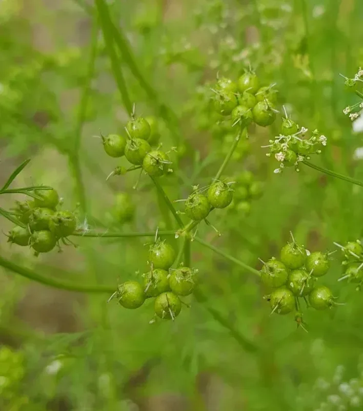 કોથમીર (Coriandrum sativum)