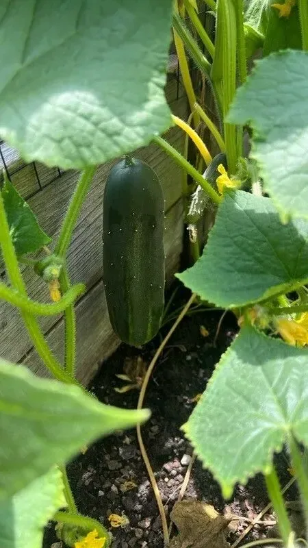 કાકડી (Cucumis sativus)