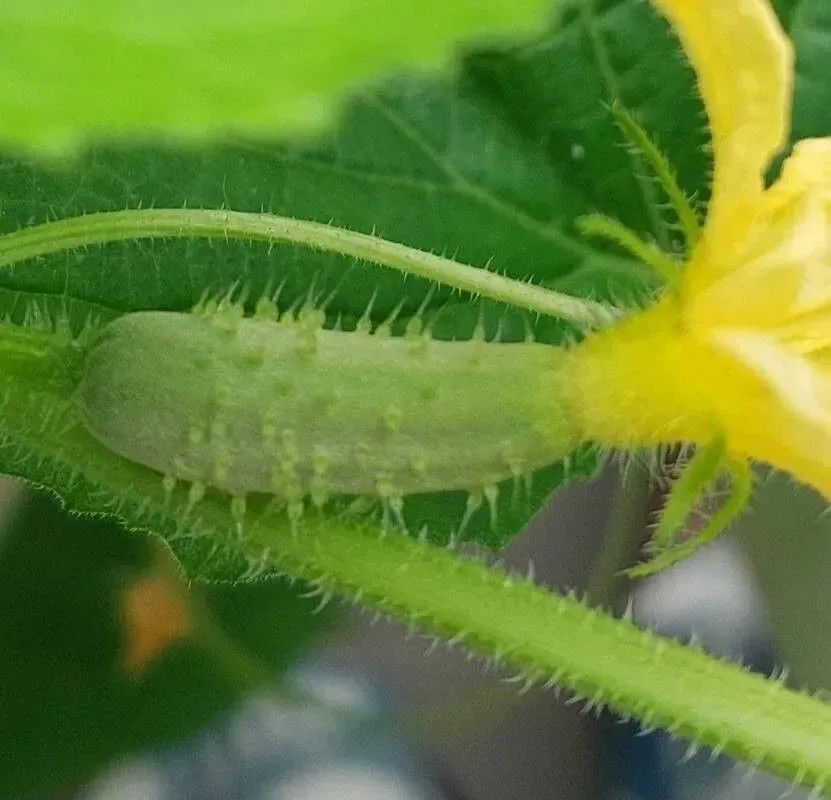 કાકડી (Cucumis sativus)