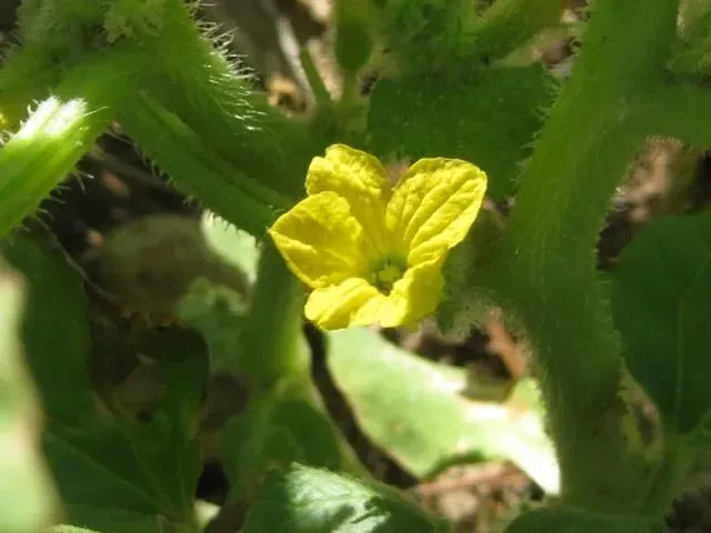 કાકડી (Cucumis sativus)
