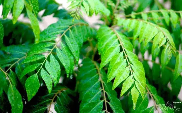 મીઠો લીમડો (Bergera koenigii / Murraya koenigii)
