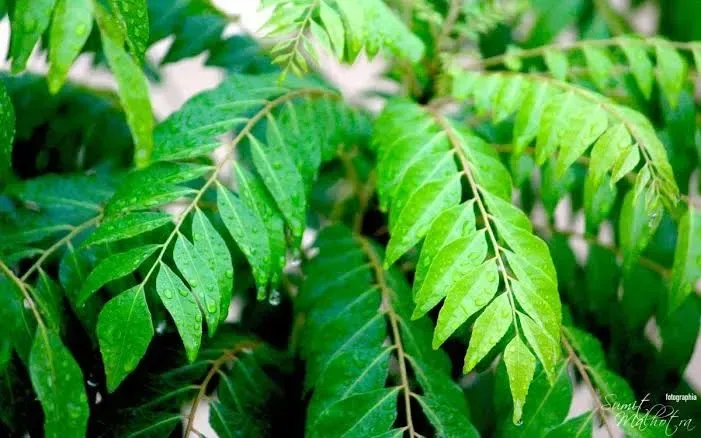 મીઠો લીમડો (Bergera koenigii / Murraya koenigii)